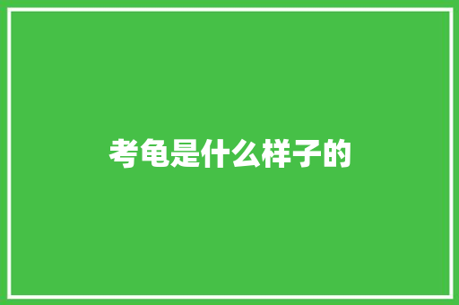 考龟是什么样子的 行业词库